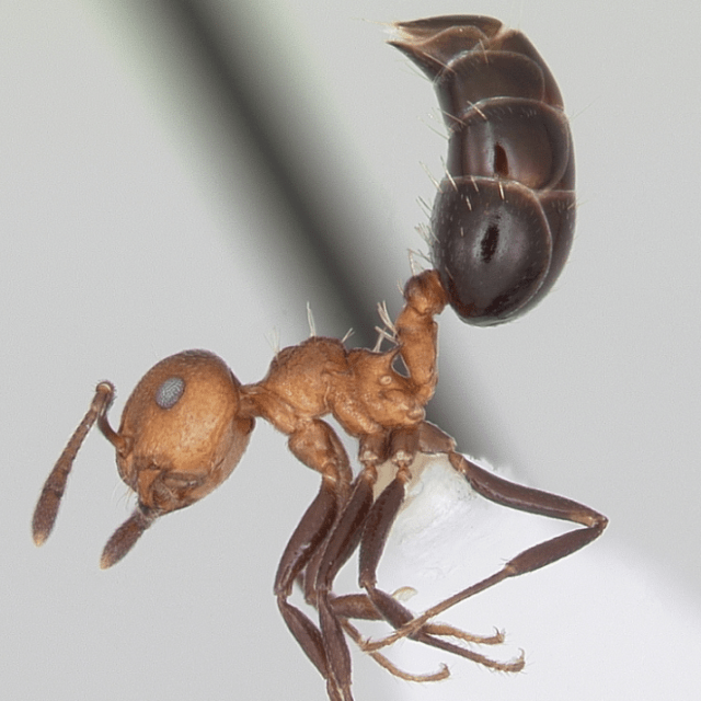 Do Acrobat Ant Bite?