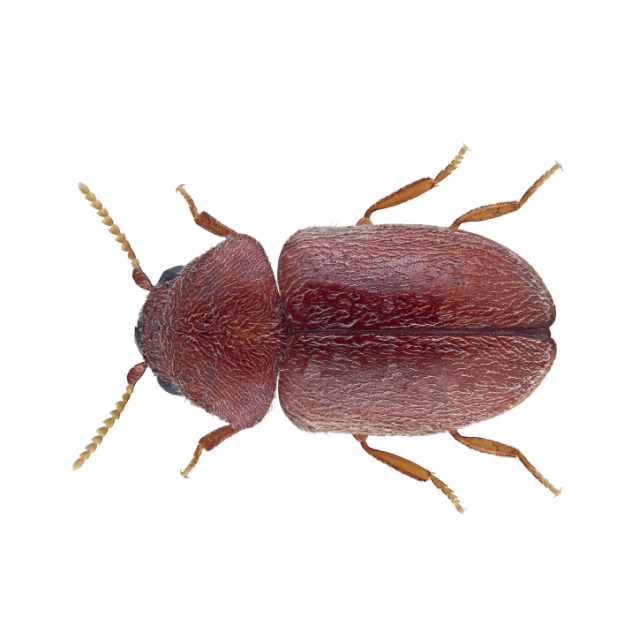 Cigarette Beetle (Lasioderma serricorne)