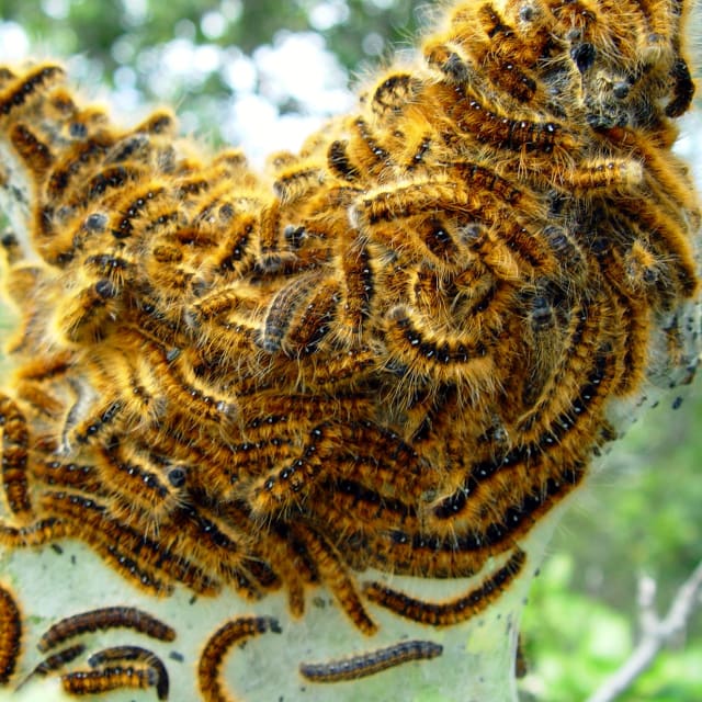 Do Tent Caterpillar Bite?