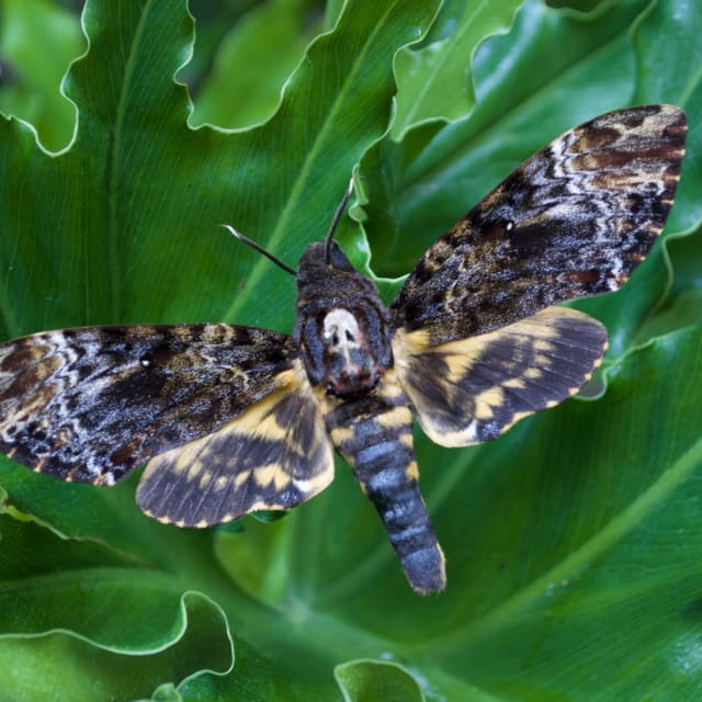 Do Death's-head Hawkmoth Bite?