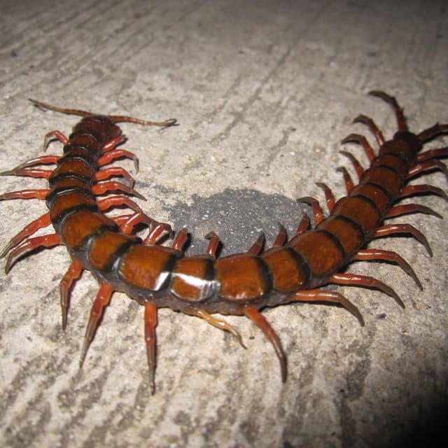 Giant Centipede (Scolopendra gigantea)