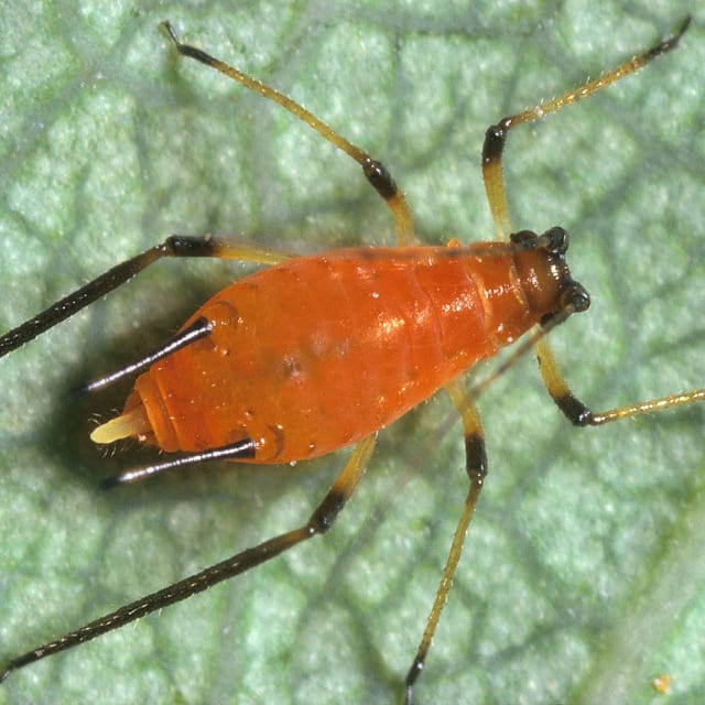 Aphid (Aphidoidea)