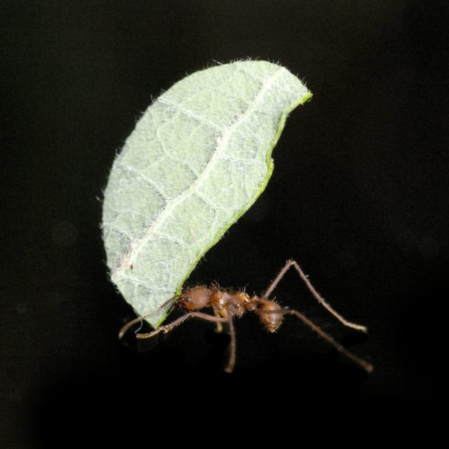 Do Leafcutter Ant Bite?