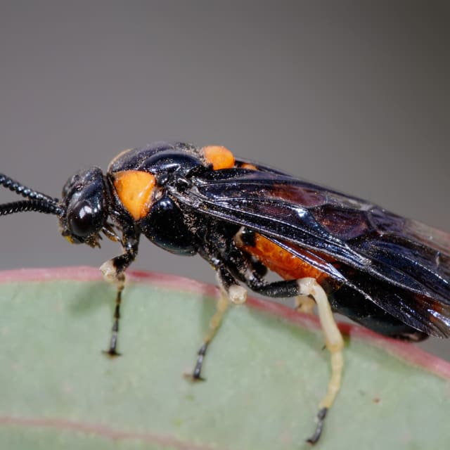 Sawfly (Symphyta)