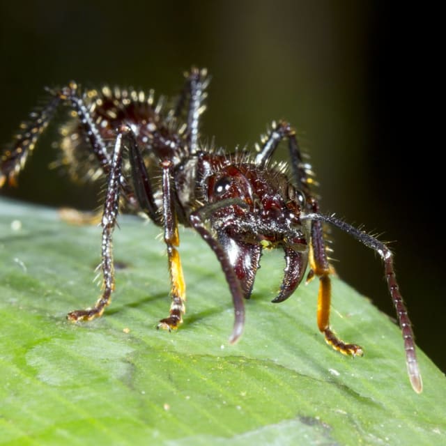 Bullet Ant (Paraponera Clavata)