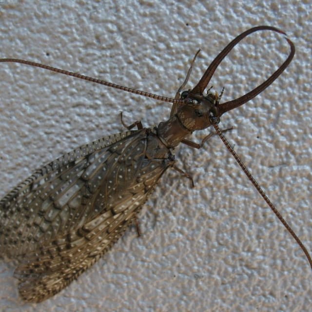 Dobsonfly (Corydalidae)