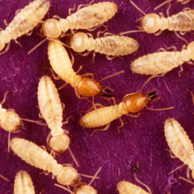 Subterranean Termite (Coptotermes formosanus)