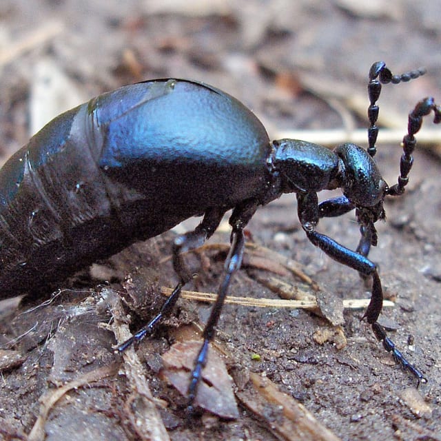 Blister Beetle (Meloe Proscarabaeus)