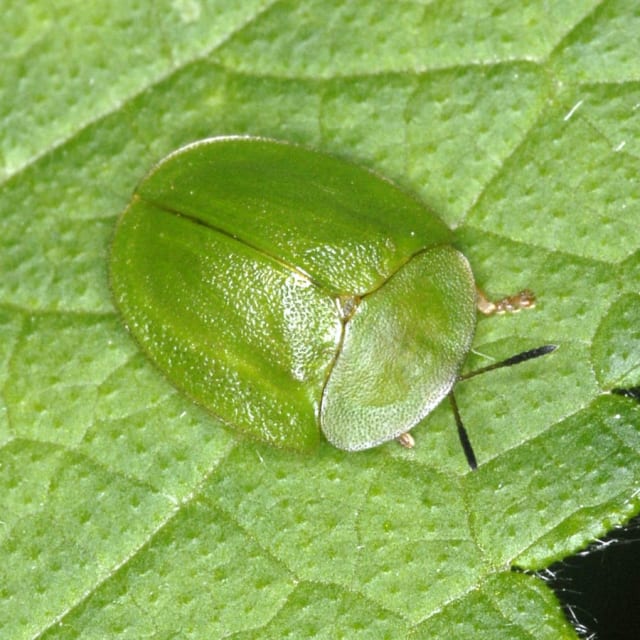 Green Tortoise Beetle (Cassida viridis)