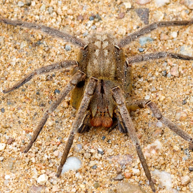 Do Brazilian Wandering Spider Bite?