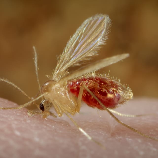 Sand Fly (Phlebotominae)