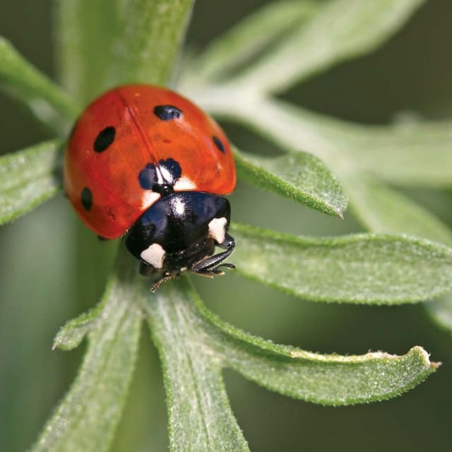 Ladybug (Coccinellidae)