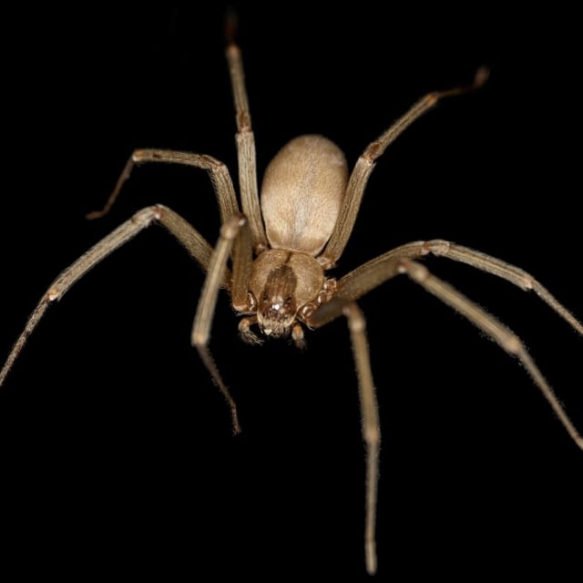 Do Brown Recluse Spider Bite?