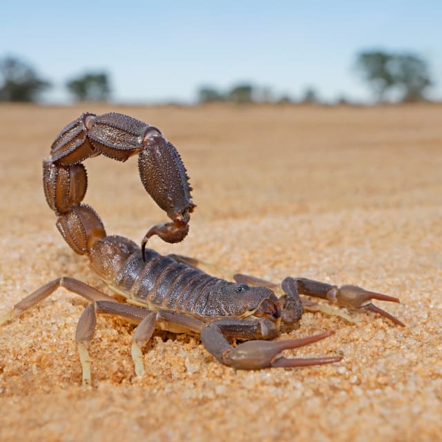 Do Scorpion Bite?