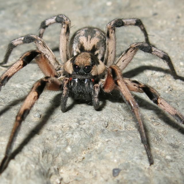 Wolf Spider (Lycosa tarantula (Araneae))