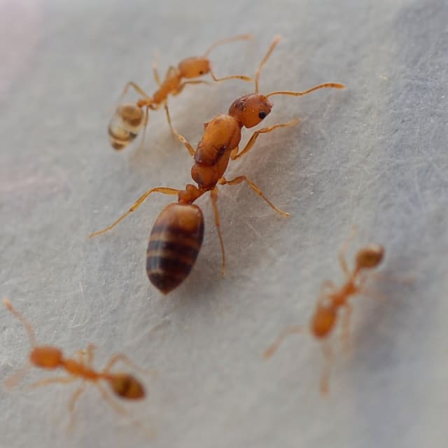 Do Pharaoh Ant Bite?