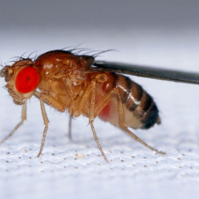 Fruit Fly (Drosophila melanogaster)
