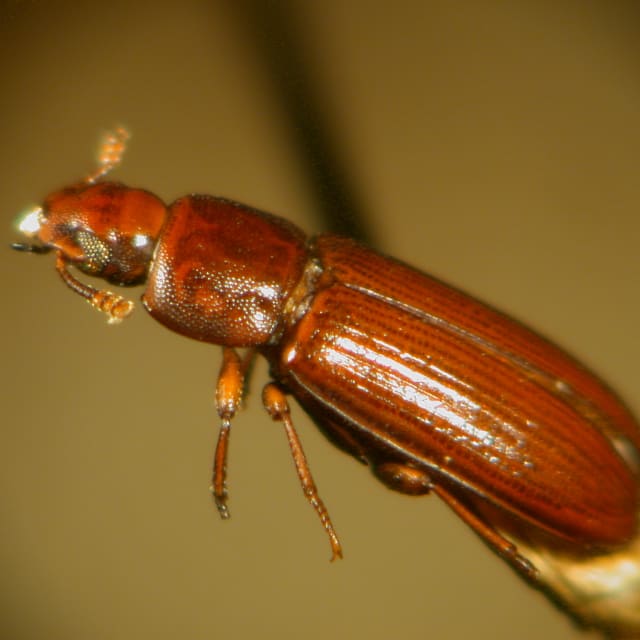 Flour Beetle (Tribolium castaneum)