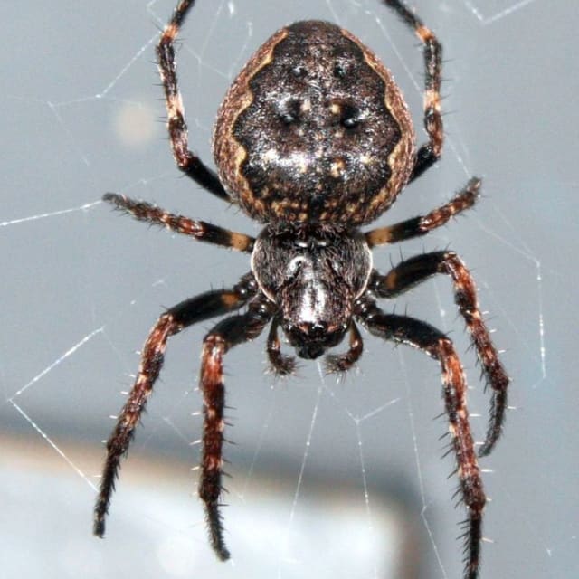 Black Orb Weaver Spider (Nuctenea umbratica)