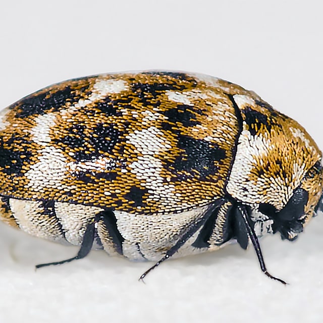 Hide Beetle (Dermestidae)