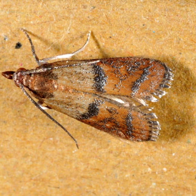 Indian Meal Moth (Plodia interpunctella)