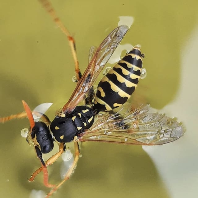 Paper Wasp (Polistes dominula)