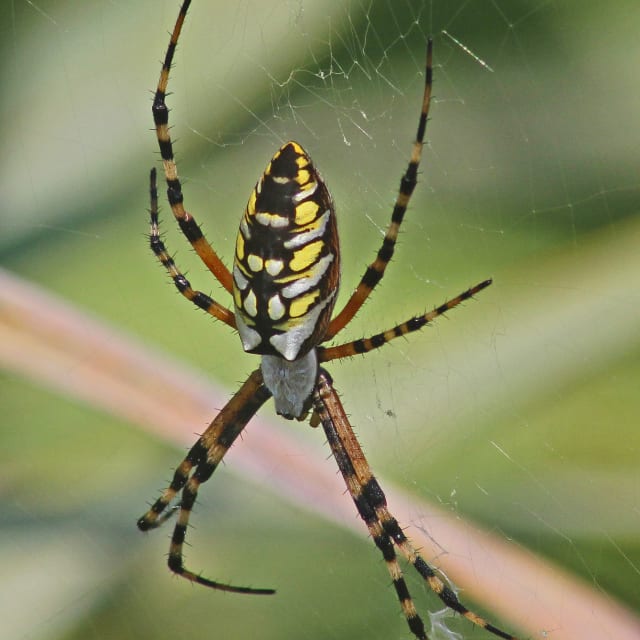 Do Garden Spider Bite?