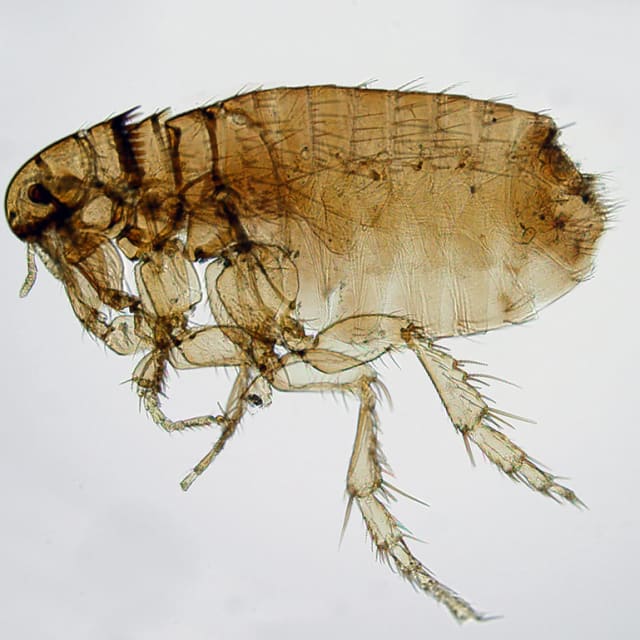 Dog Flea (Ctenocephalides canis)