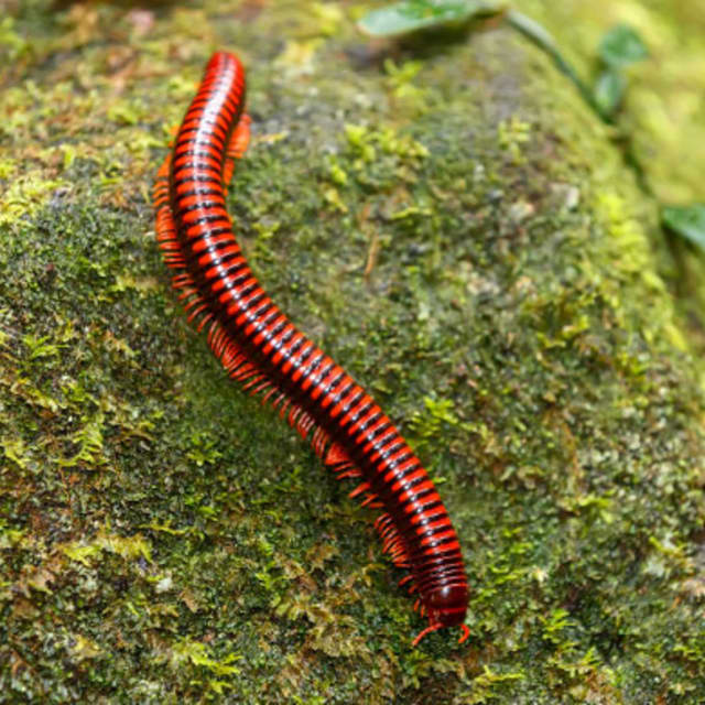 Millipede (Diplopoda (Diplopodology))