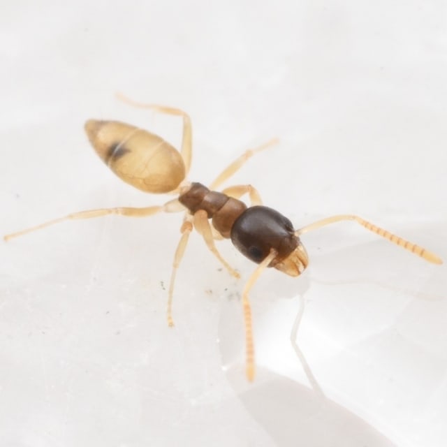Do Ghost Ant Bite?