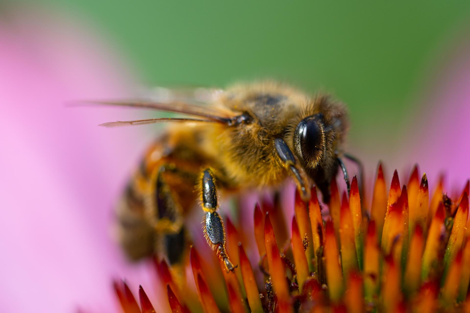 bee pollinating flowers