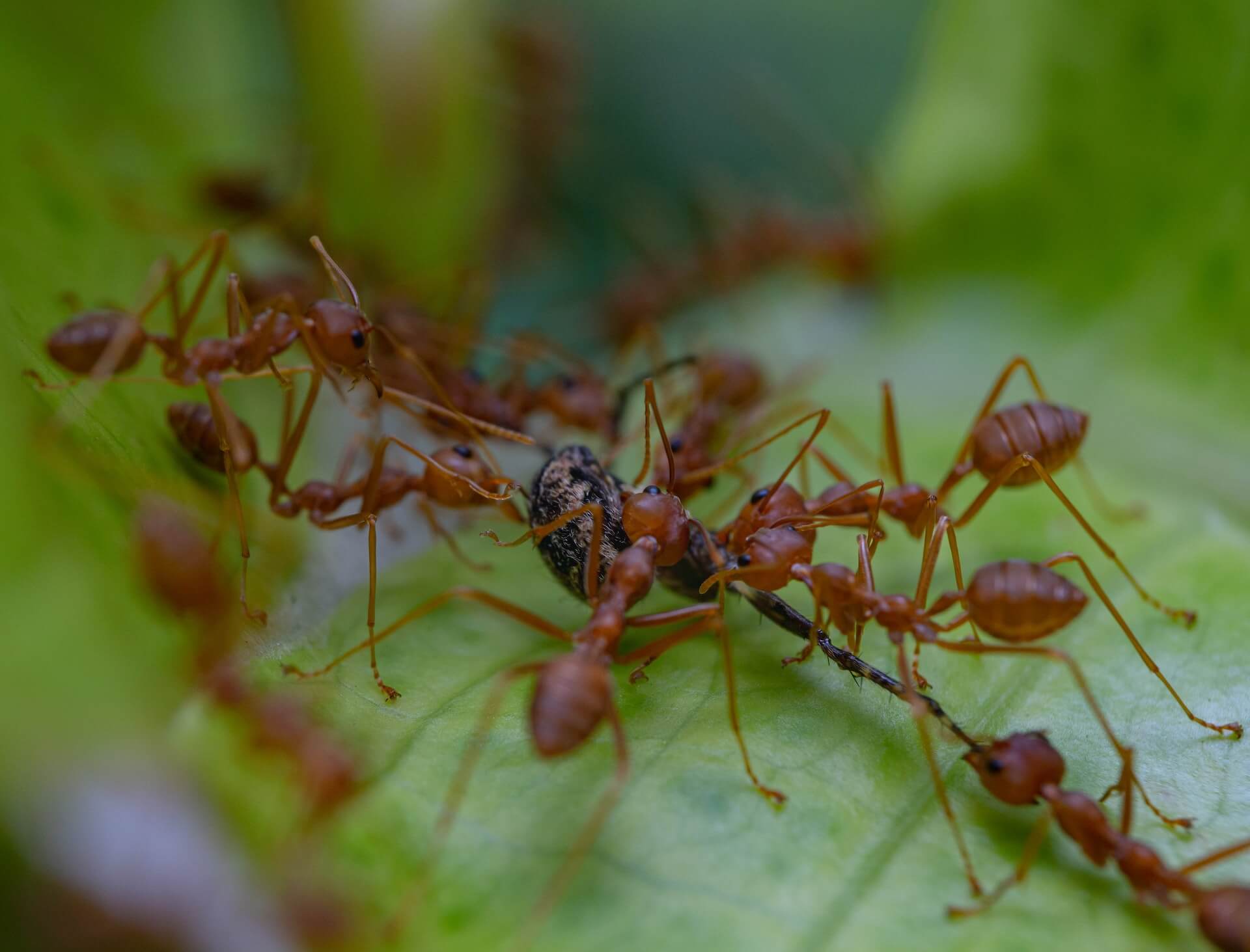 Bugs as the Snack Shack