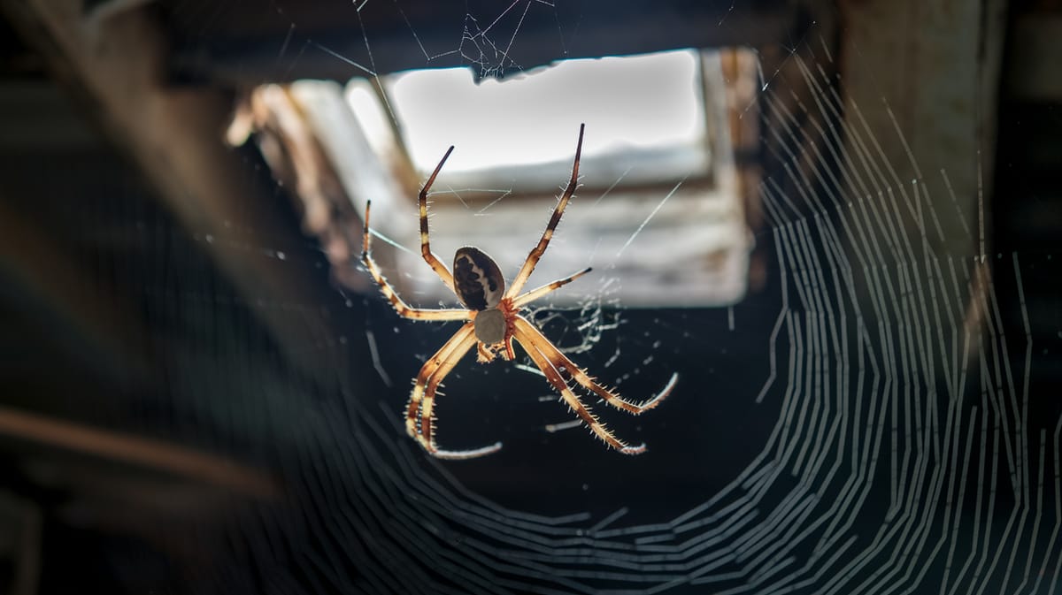 Brown Recluse Spider - Thumbnail 2