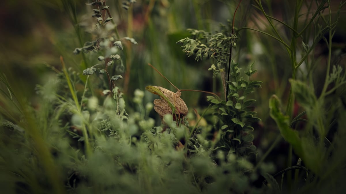 Currant-lettuce Aphid - Image 1